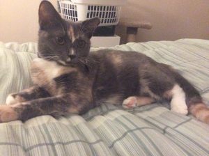Paris's hobbies include running around like a maniac at three in the morning, killing bugs, and doing biteys. Her favorite horror comic is "Afterlife with Archie."