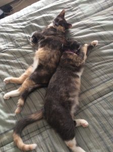 The Hell-Kittens are hard at work.
