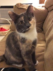 Florence's hobbies include chasing the red dot, begging for treats, and sitting on the windowsill. Her favorite horror comic is "Locke and Key."
